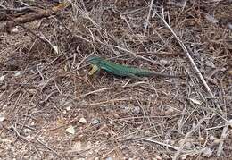 Image of Ibiza Wall Lizard