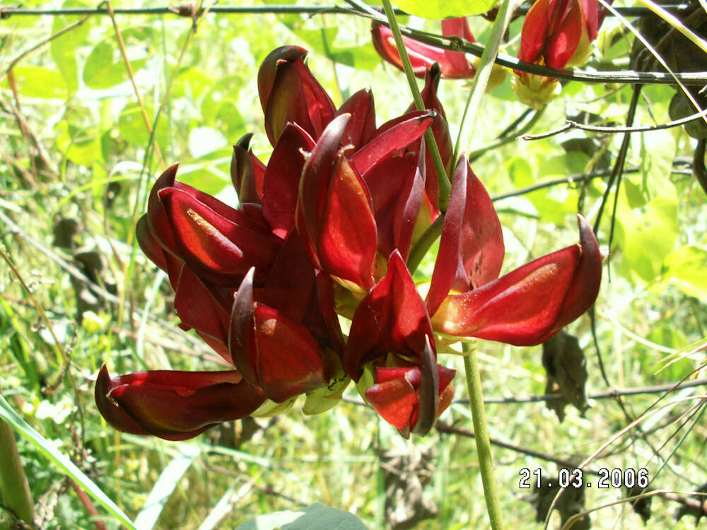 Image of Mucuna coriacea Baker