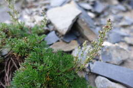 Image of Artemisia morrisonensis Hayata