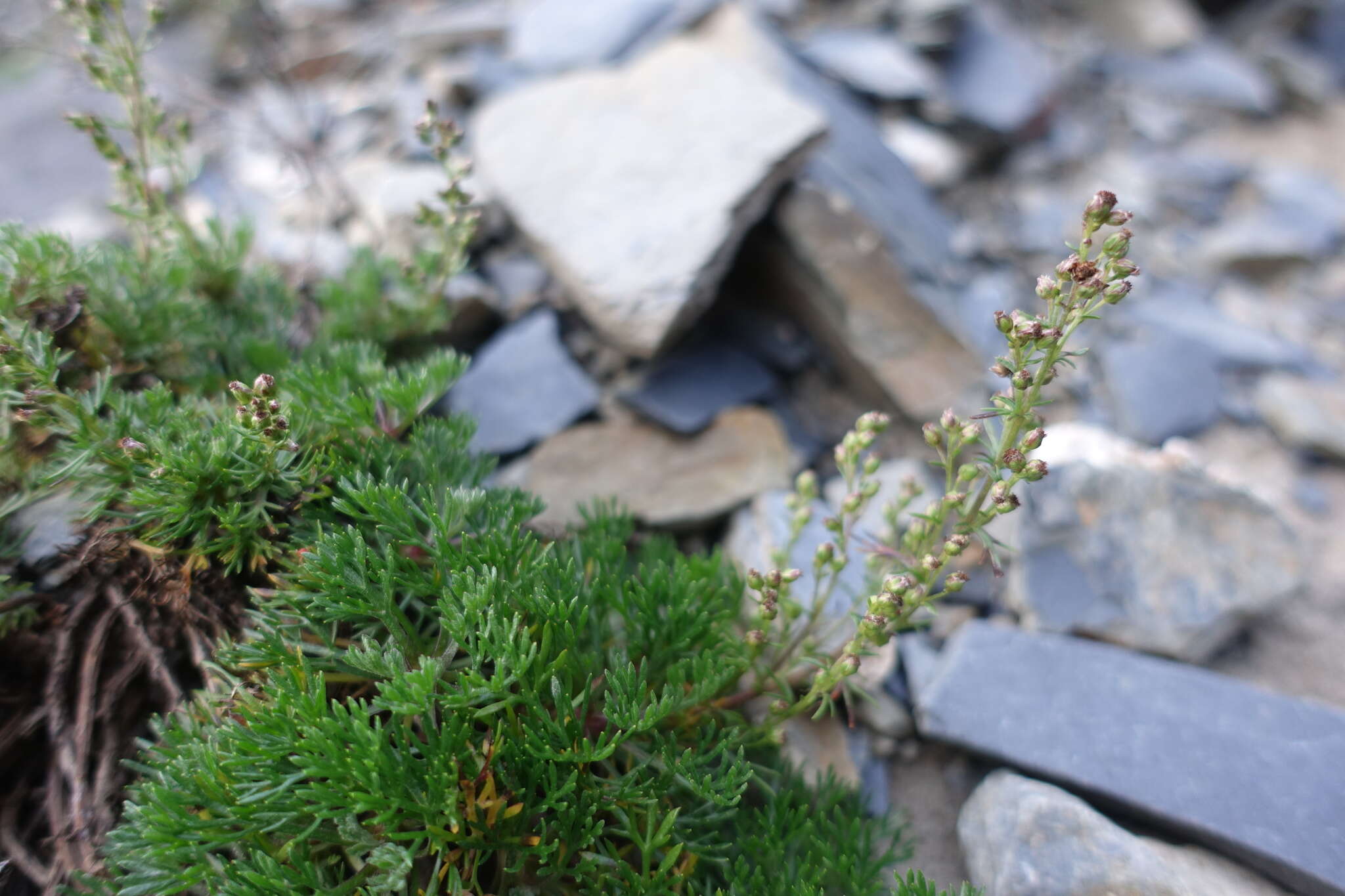 Image of Artemisia morrisonensis Hayata