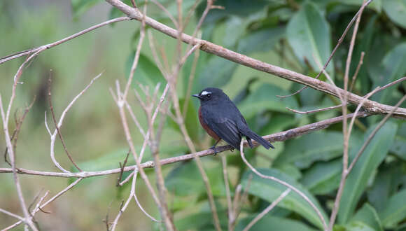 Ochthoeca cinnamomeiventris (Lafresnaye 1843)的圖片