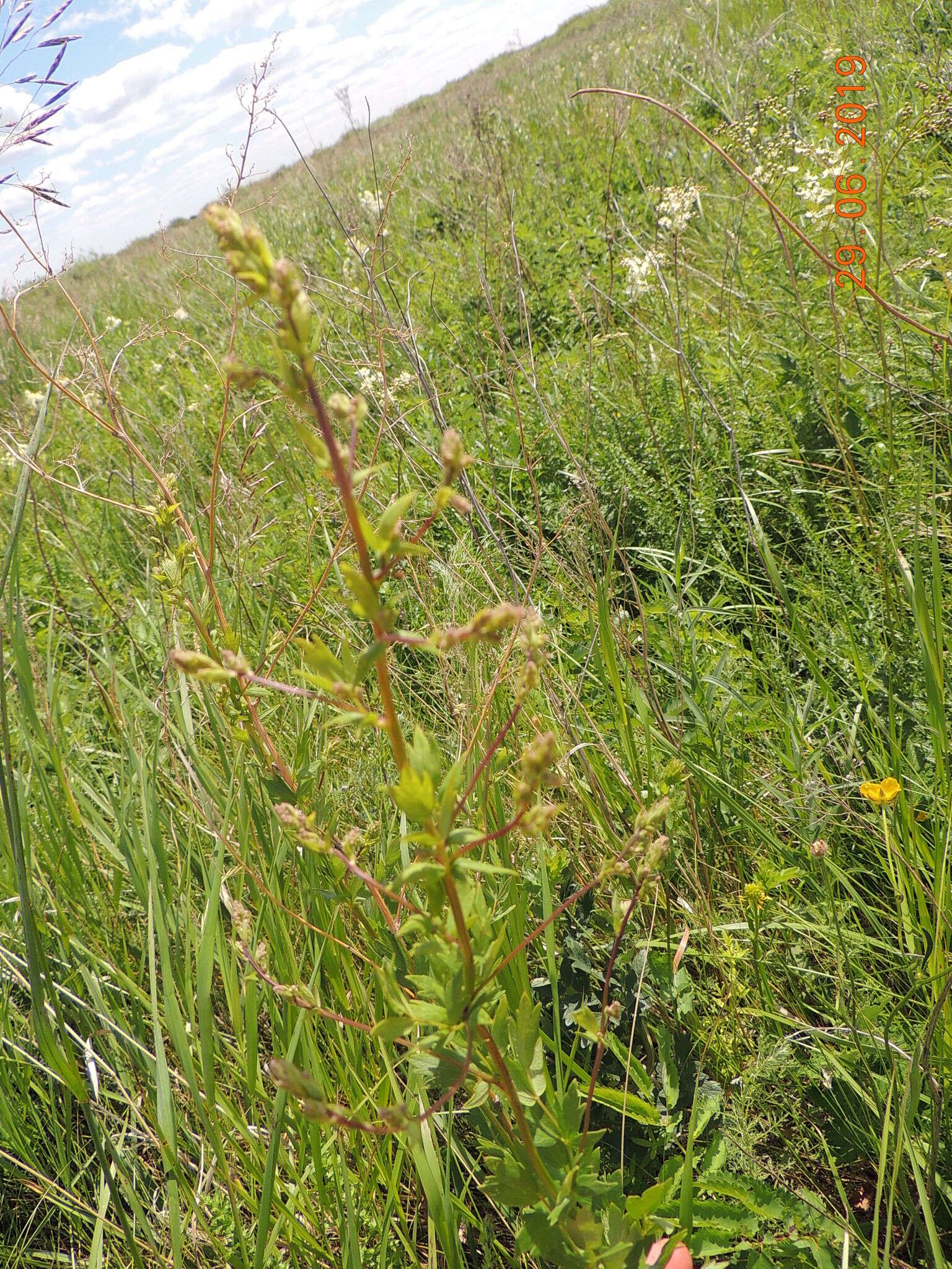 Image of Thalictrum simplex L.