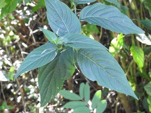 Image of Dicliptera sciadephora Donn. Sm.