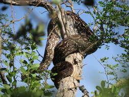 Boa constrictor occidentalis Philippi 1873 resmi