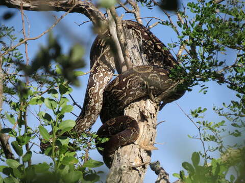 Imagem de Boa constrictor occidentalis Philippi 1873