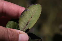 Image of Caloptilia ovatiella Opler 1969