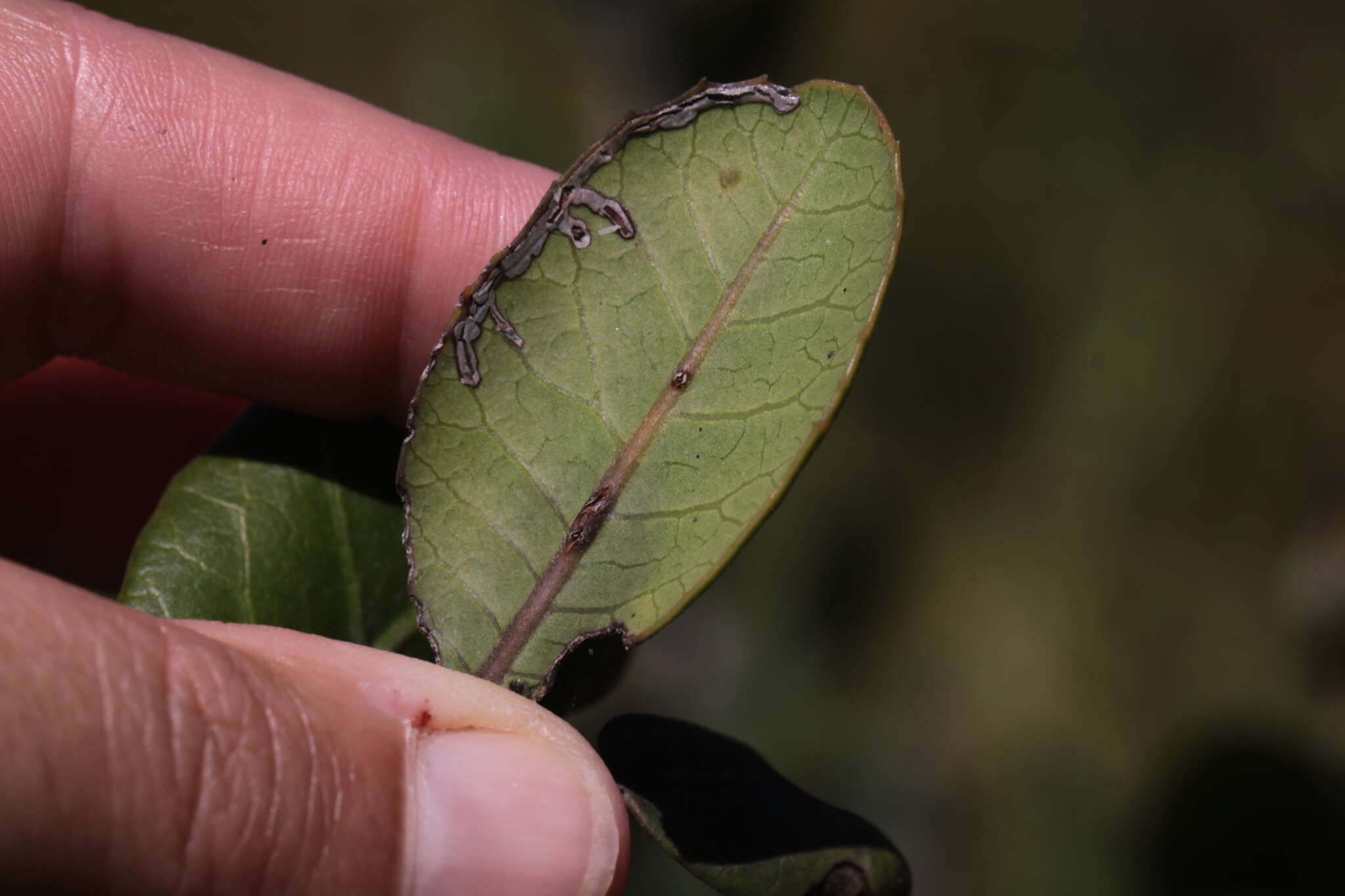 Image of Caloptilia ovatiella Opler 1969