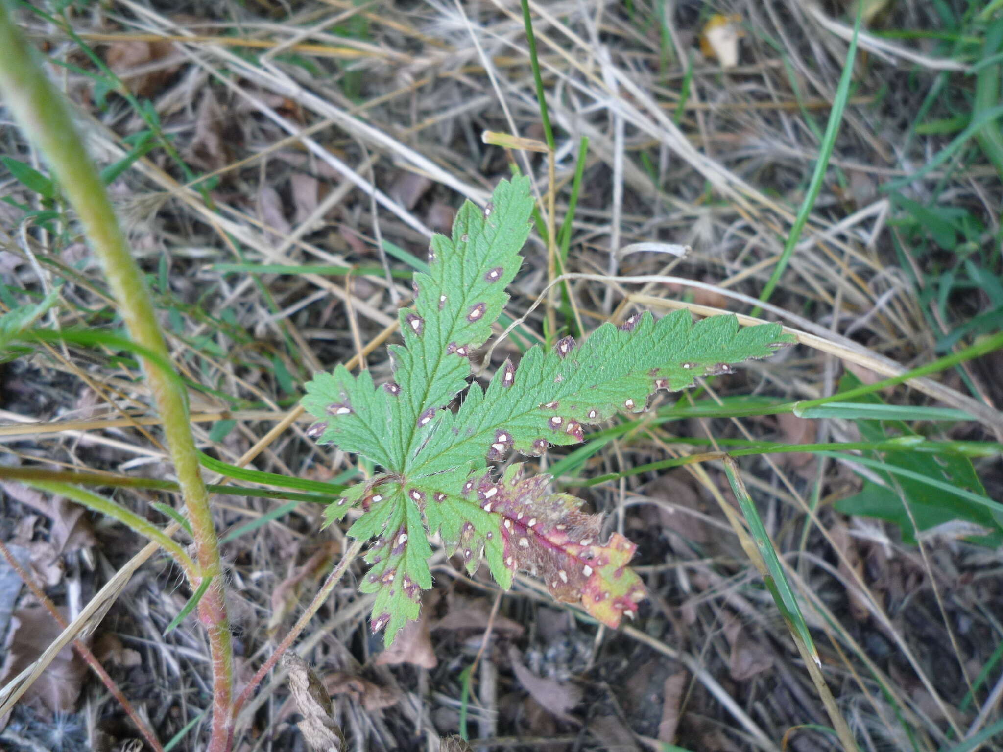 Image of Potentilla recta subsp. obscura (Willd.) Arcang.