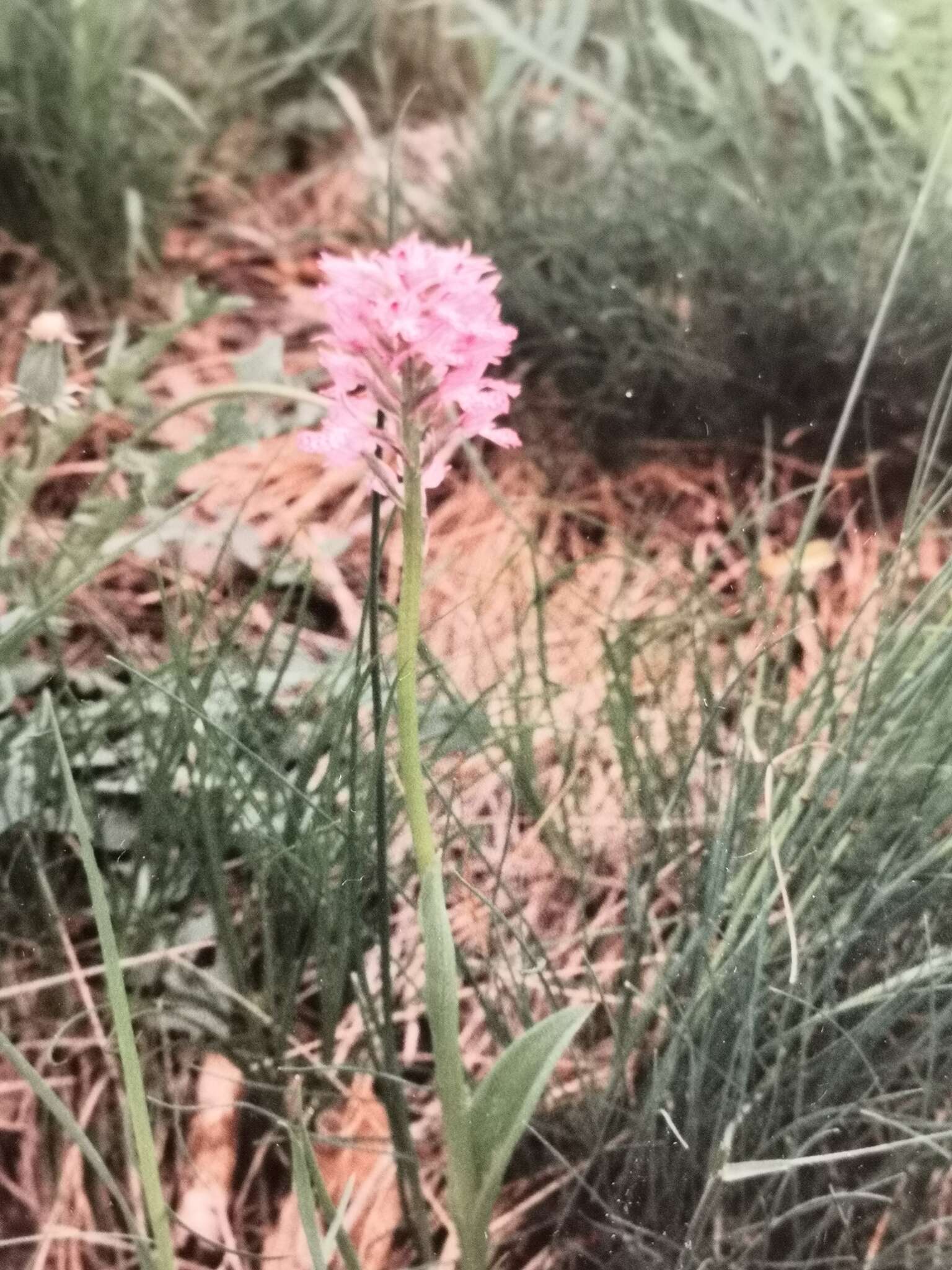 Sivun Neotinea tridentata subsp. tridentata kuva