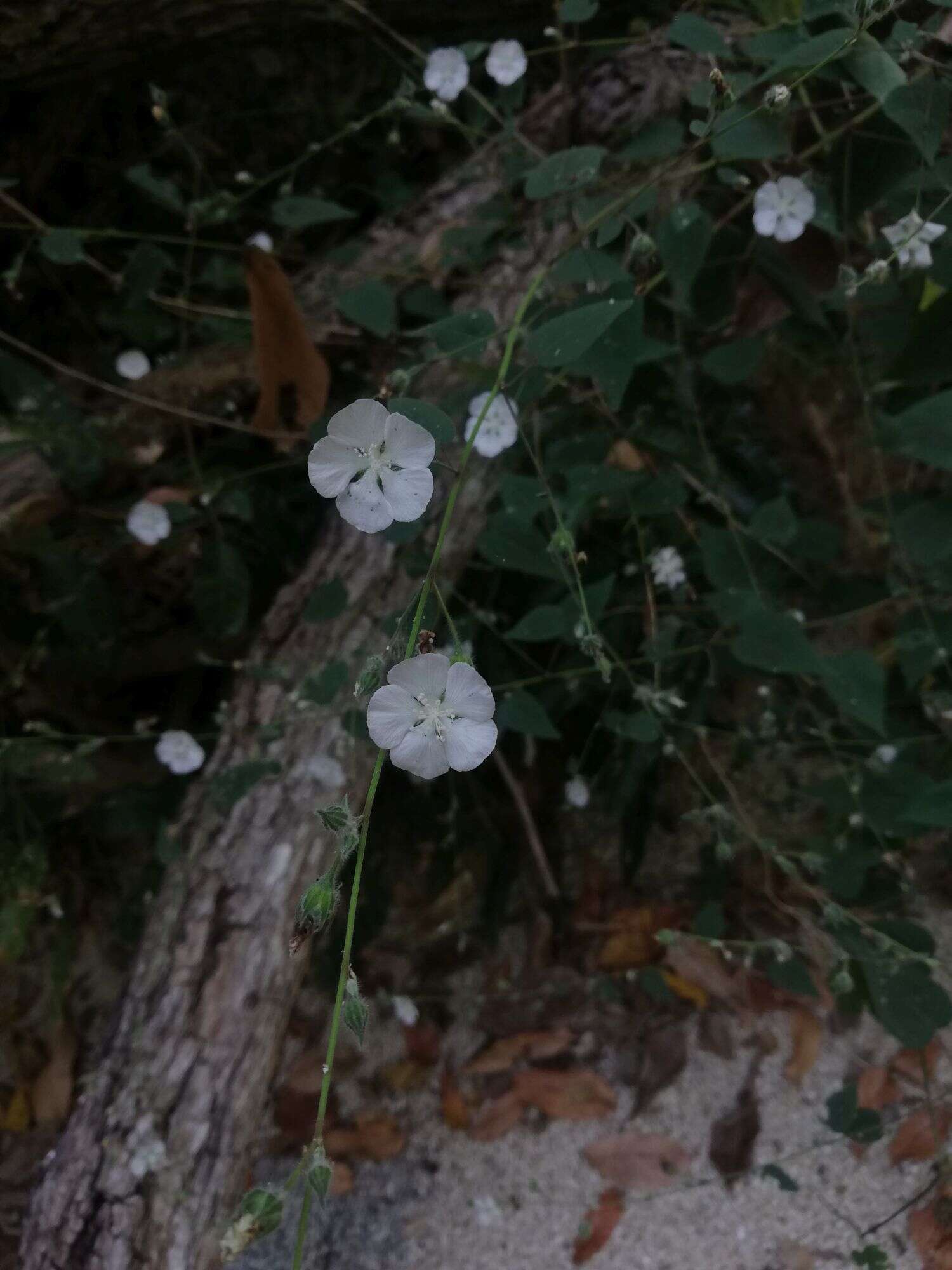 Image of Bastardiastrum gracile (Hochr.) D. M. Bates