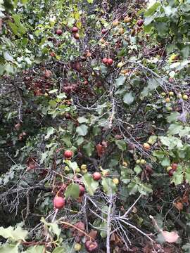 Plancia ëd Prunus ilicifolia subsp. ilicifolia