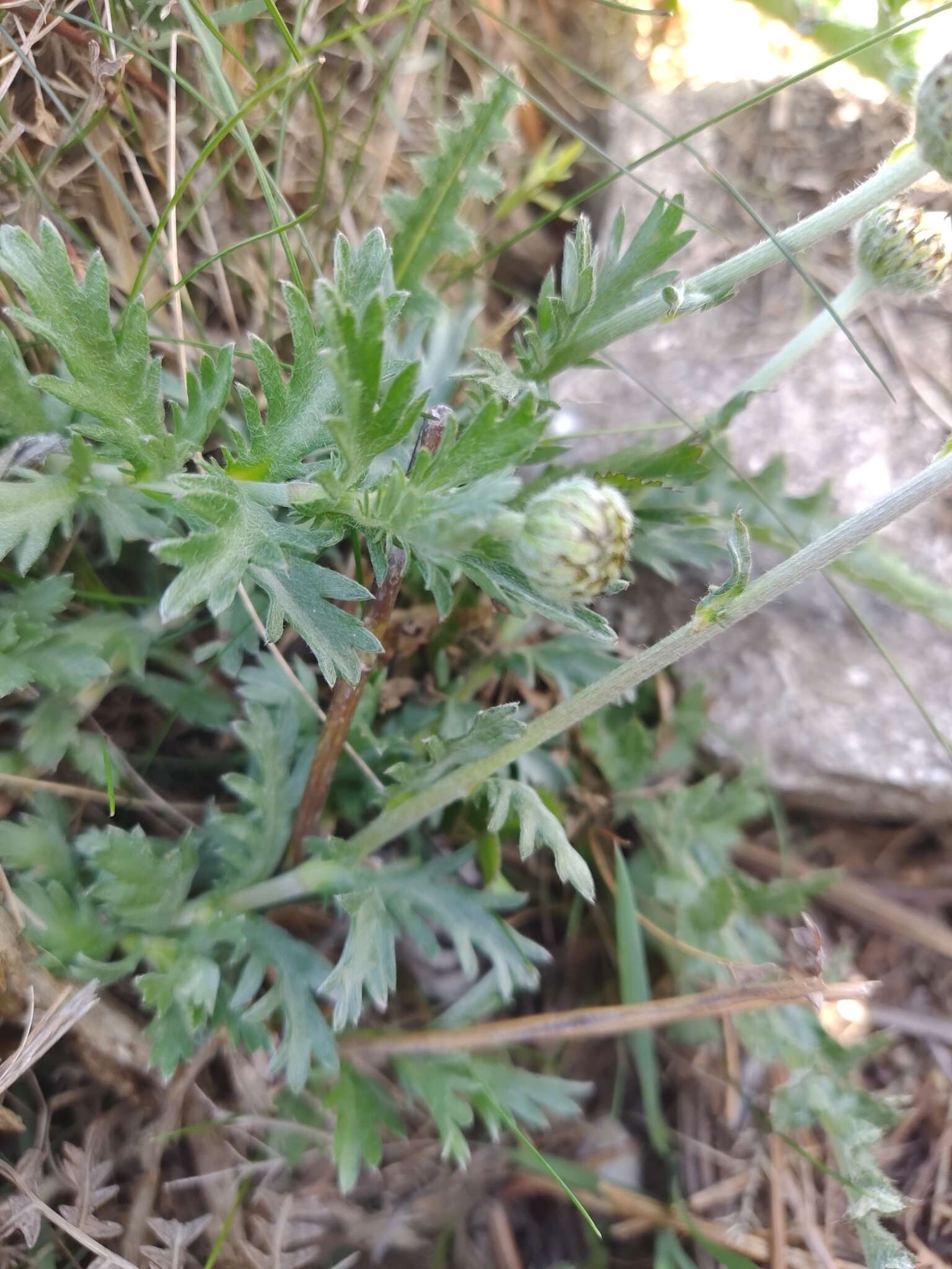 Plancia ëd Phalacrocarpum oppositifolium (Brot.) Willk.