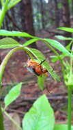 Image of Stenocorus (Eutoxotus) schaumii (Le Conte 1850)