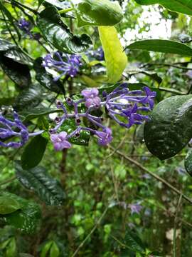 Image of Faramea hyacinthina Mart.