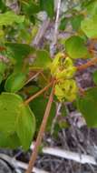 Image of Croton danguyanus Leandri