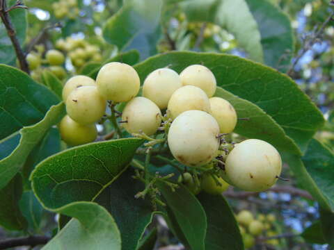 Image of Ehretia latifolia Loisel.