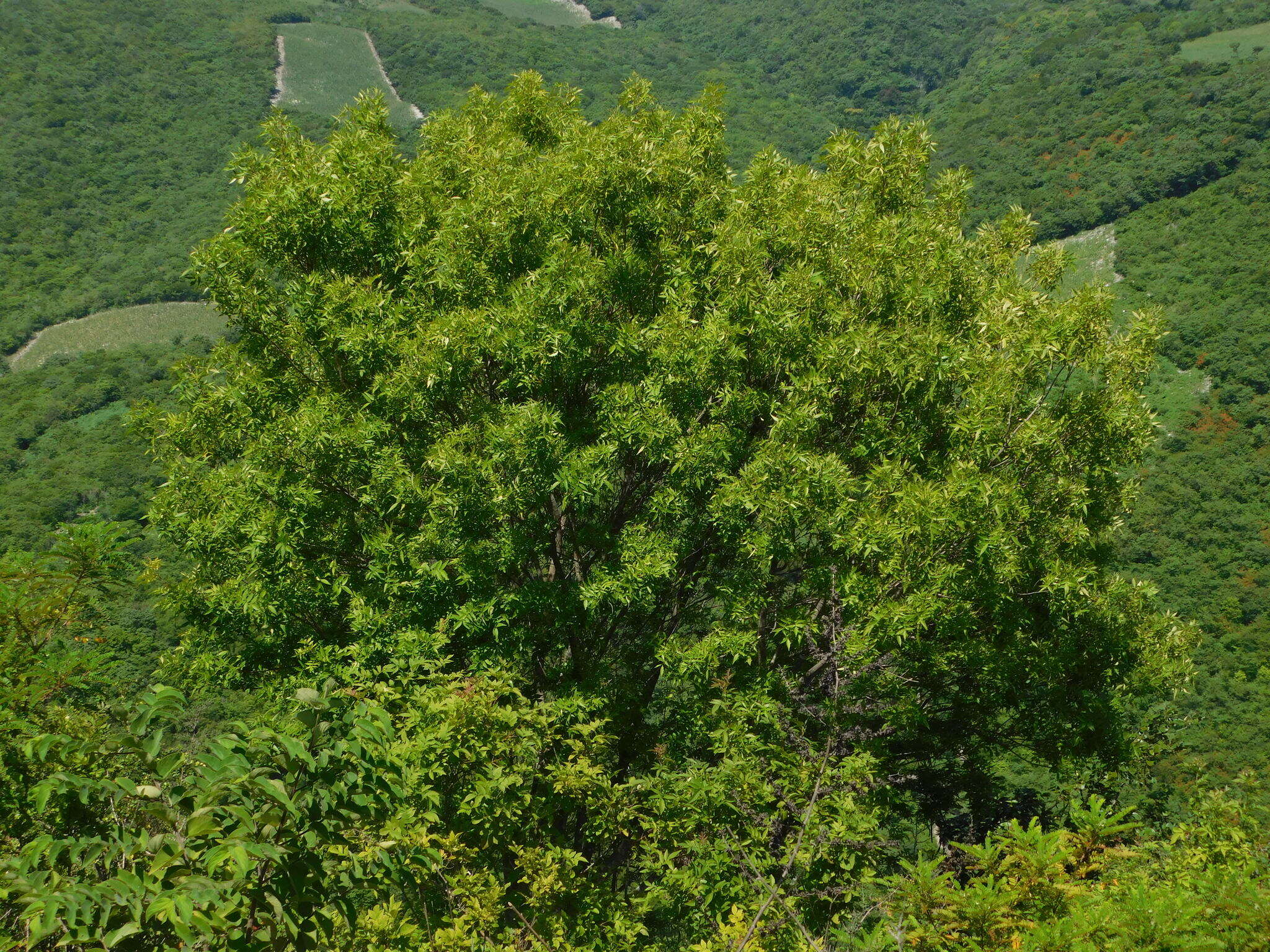 Image of Fraxinus purpusii Brandegee