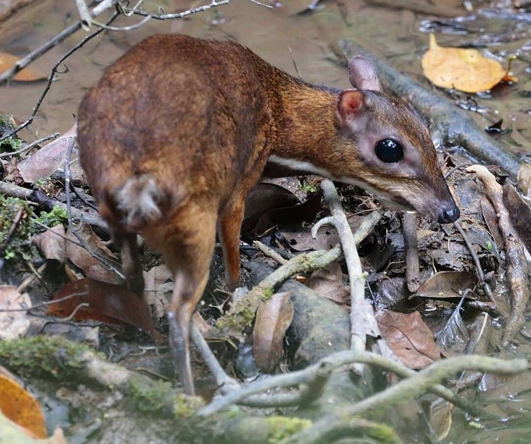 Image de Chevrotain kanchil