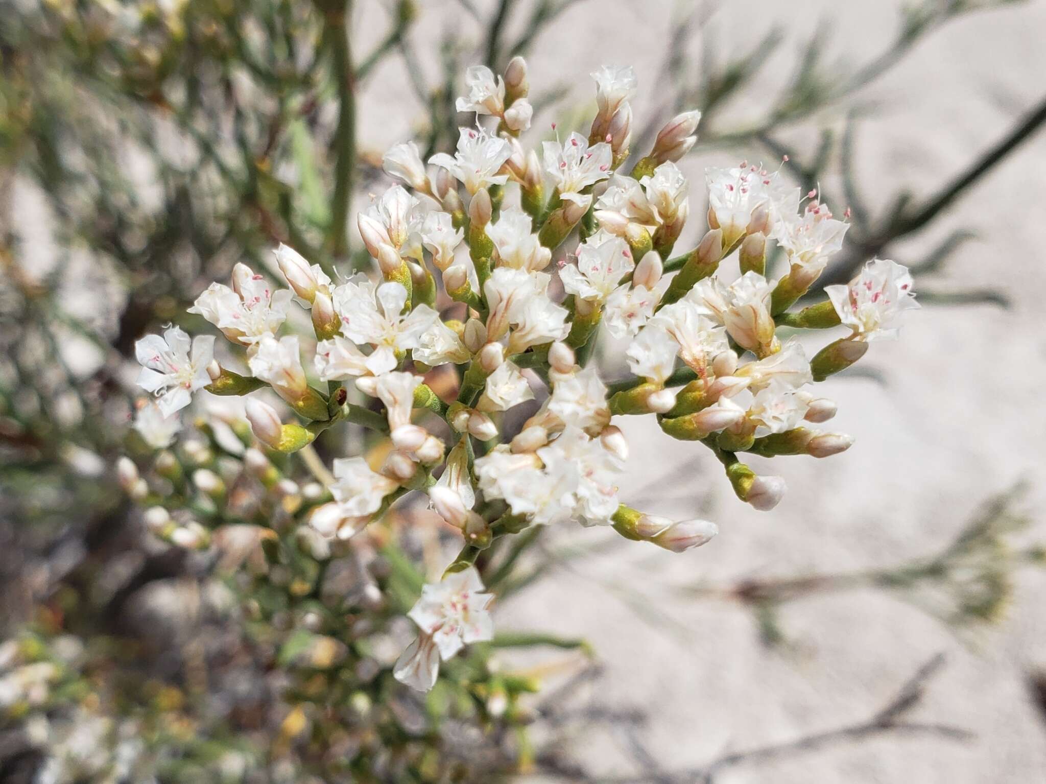 Imagem de Eriogonum leptophyllum (Torr. & Gray) Woot. & Standl.