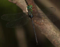 Image of Eastern Duskhawker