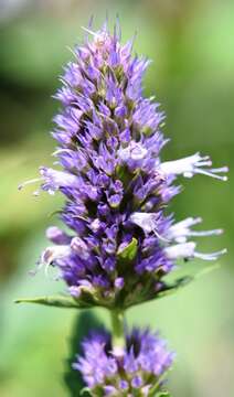 Image of western giant hyssop