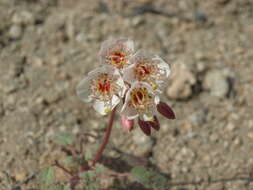 Imagem de Chylismia claviformis subsp. integrior (P. H. Raven) W. L. Wagner & Hoch