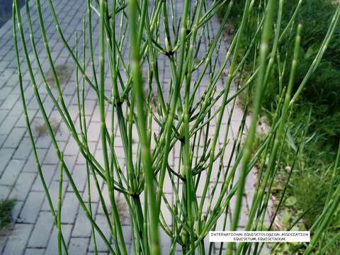 Image of Marsh Horsetail