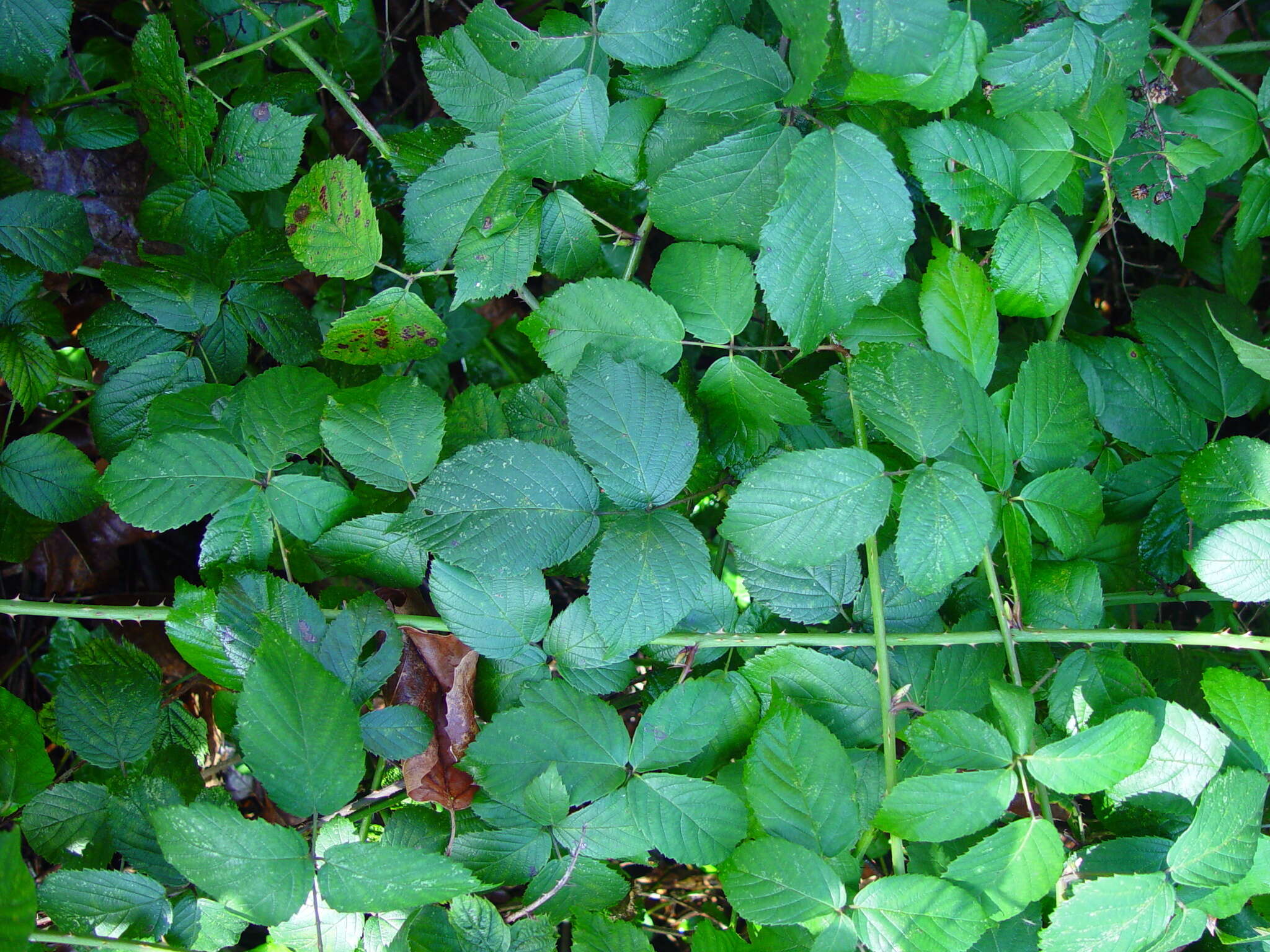 Image of Rubus sciocharis (Sudre) W. C. R. Watson