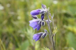 Слика од Polemonium acutiflorum Willd. ex Roem. & Schult.