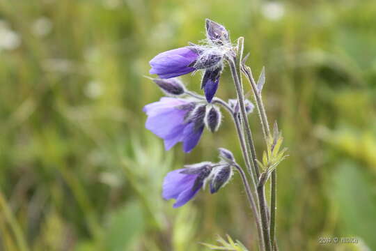 Image of tall Jacob's-ladder