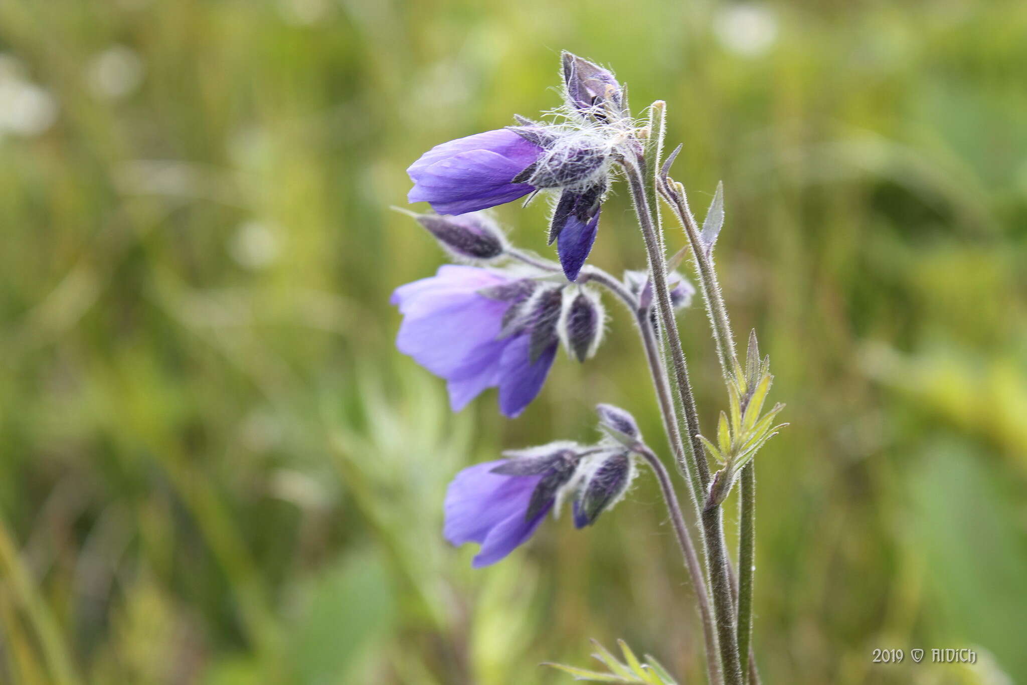 Слика од Polemonium acutiflorum Willd. ex Roem. & Schult.