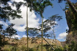 Image of Onilahy palm