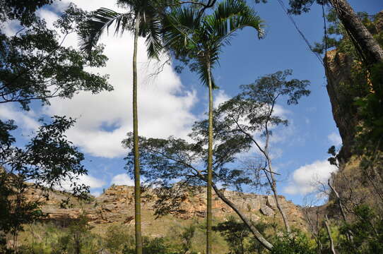 Image de Dypsis onilahensis (Jum. & H. Perrier) Beentje & J. Dransf.