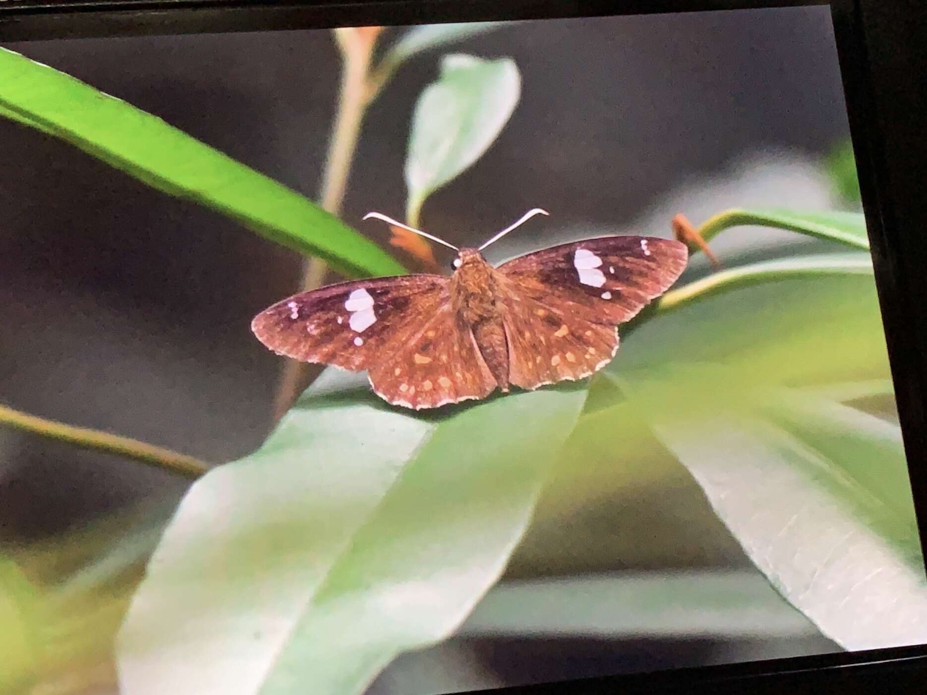 Celaenorrhinus leucocera Kollar 1848 resmi