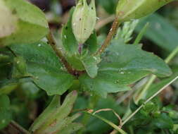 Image of Erythranthe hybrida (Siebert & Voss) Silverside