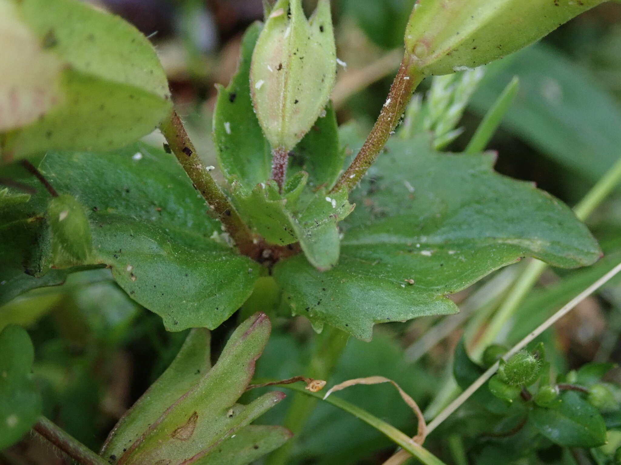 Image of Erythranthe hybrida (Siebert & Voss) Silverside