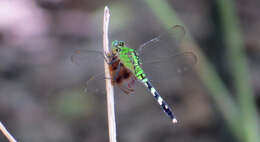 Image of Eastern Pondhawk