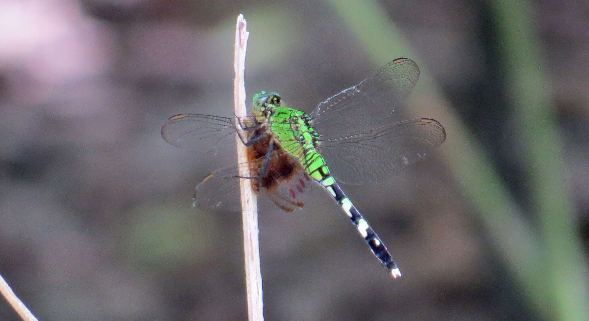 Imagem de Erythemis simplicicollis (Say 1840)