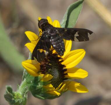 Image of Exoprosopa decora Loew 1869