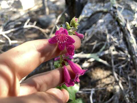 Image of Heller's beardtongue