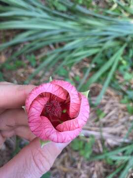 Image of <i>Callianthe sulcatarinensis</i> Grings