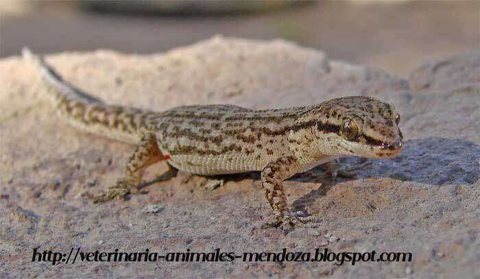 Image of Borelli's Marked Gecko