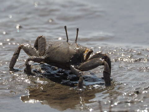 Image of Macrophthalmus subgen. Mareotis Barnes 1967