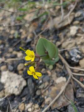 Image of Conringia clavata Boiss.