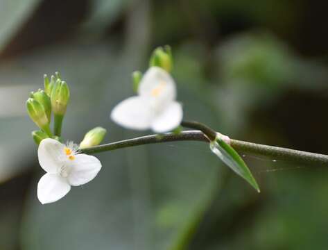 Image of Tripogandra grandiflora (Donn. Sm.) Woodson