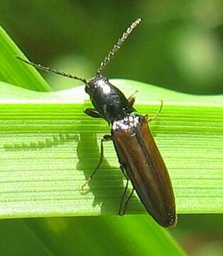 Image of <i>Oestodes tenuicollis</i>