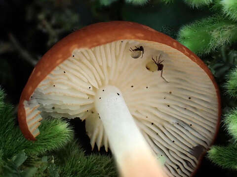 Image of Marasmius croceus G. Stev. 1964