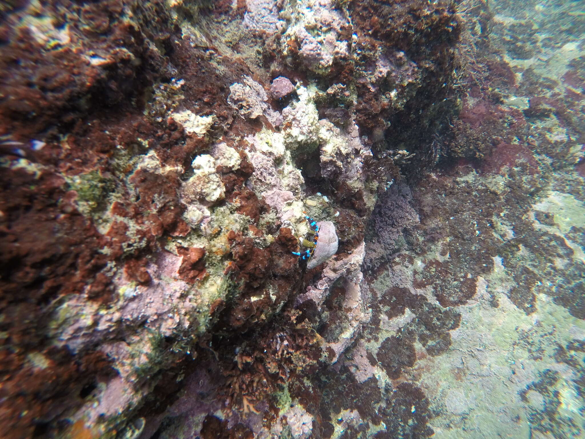 Image of blue-knuckled hermit