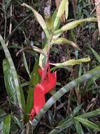 Image of Billbergia amoena (G. Lodd.) Lindl.