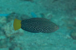 Image of Dotted Wrasse